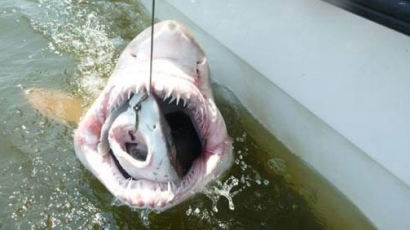상어 삼키는 상어 "입 속에 한마리 더…저항할 틈도 없이 잡아먹혀"