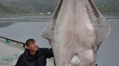 233kg 괴물 가자미, 낚시협회가 인정한 세계 신기록, 50살이 넘어