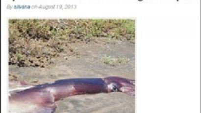9m 대왕 오징어 발견, "25년만에 보는 거대 오징어"