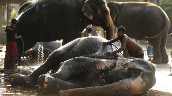 [사진] 스리랑카 불교행사 앞두고 코끼리 목욕