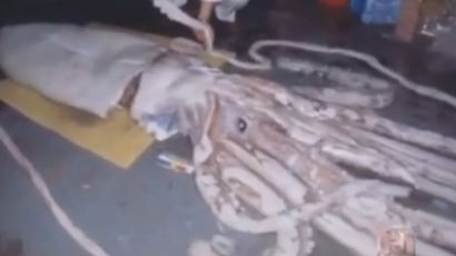 9m 대왕 오징어 발견 "25년 만에 처음" 박물관서 보관