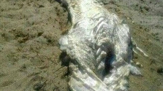 스페인 괴생명체, 길이5m 거대한 몸집 '충격적인 비주얼'