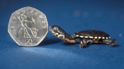 동전보다 작은 거북이, "손톱만한 초소형 거북이, 지구상에 250마리 뿐"