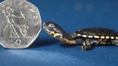 동전보다 작은 거북이, 어미가 이 정도면 새끼는 대체… 