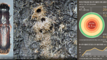 '참나무 에이즈'의 습격 … 서울의 허파 북한산이 떤다
