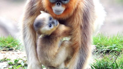 [사진] 중국의 국가보호 동물인 황금원숭이