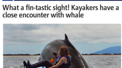 거대 혹등고래, 30톤 넘는 고래의 '우아한 자태'…"매너도 좋아"