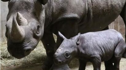 인형 같은 아기 코뿔소, '엄마 뒤를 졸졸…' 멸종위기 귀한몸 탄생