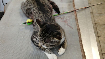 [사진] 배에 화살 박힌 고양이 수술받고 회복