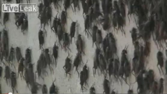 귀뚜라미 미국 도심 습격, 건물 까맣게 뒤덮힌 영상보니 '충격'