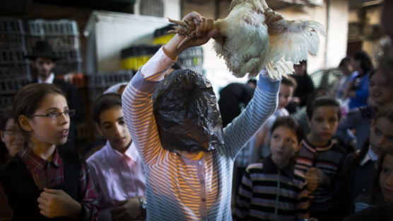 [사진] '닭아 내 죄를 가져가' 이스라엘 카파롯(Kaparot) 의식