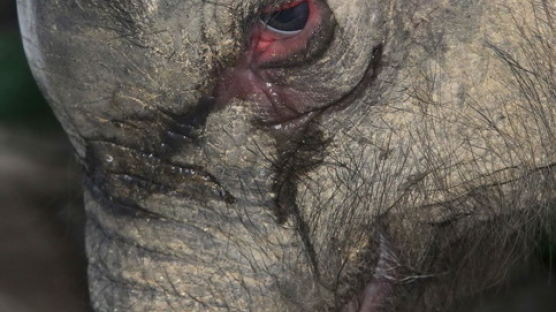 [사진] 어미에게 버림받은 아기코끼리의 눈물