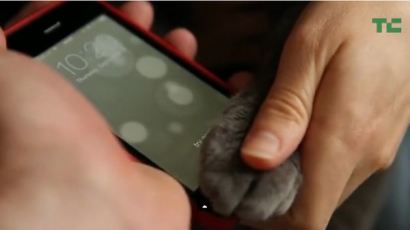 [사진] 고양이 발로 잠금해제 할 수 있는 아이폰5S