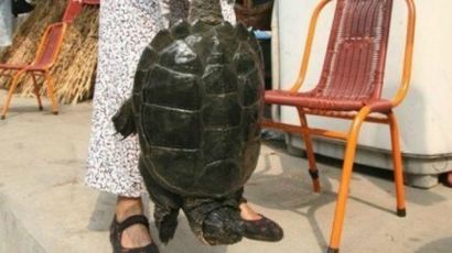 500살 거북이 발견, "17세기에 태어난 거북이? 궁금증 증폭"