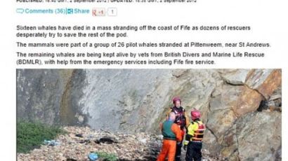 브라질 고래 떼죽음, 30여 마리 바다로 떠내려와…처참한 현장
