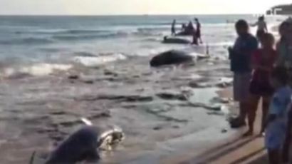 브라질 고래 떼죽음 "집단 자살 현상…어쩌다 이런 일이"
