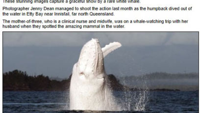 흰고래 미갈루 포착, 전 세계에 단 두마리…"엄청난 행운"