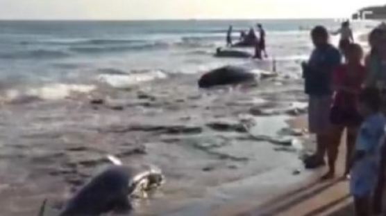 브라질 고래 떼죽음 "30여 마리 집단 자살…기이 현상 왜 일어났나"
