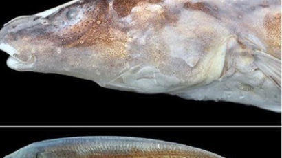 신종 전기 물고기 발견, "3000만 년 전부터 지구에 있었다니"