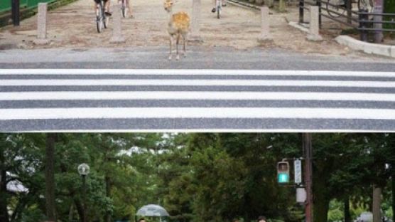 교통 신호 지키는 사슴, "녹색 불에 횡단보도 건너… '무단횡단은 안 돼!'"