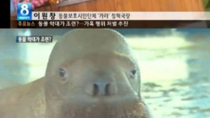 바다코끼리 학대 논란, "발로 차고 수염 잡고 질질… 네티즌 '충격'"