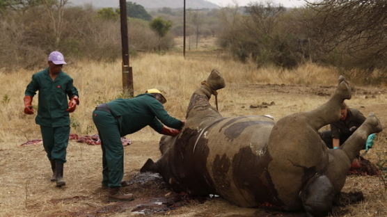 [사진] 보호위해 GPS 장치 부착한 야생코뿔소
