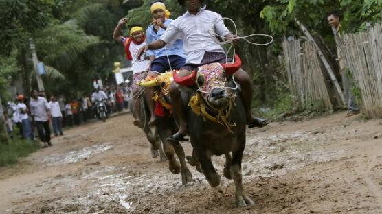 [사진] 캄보디아 비르히어 수르 마을의 황소달리기 경기