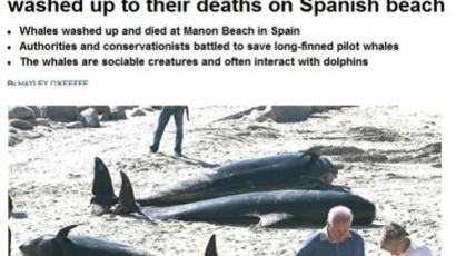 스페인 고래 떼죽음, "22마리가 집단으로… 정확한 원인 밝히지 못해"
