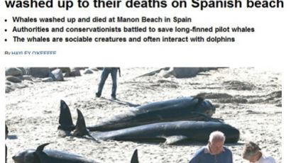 스페인 고래 떼죽음, "해안가서 22마리 죽은 채로 발견, 원인은?"