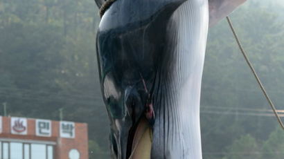 [사진] 바다의 로또, 2329만원에 팔린 밍크고래
