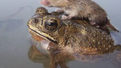 두꺼비 등에 올라탄 생쥐, "물에 빠지기 싫어 두 손 꼭… '동화 같아'"