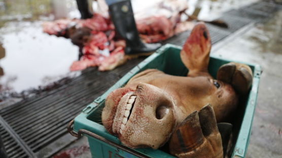[사진] 이드알아드하 축제 기간에 희생제물된 소