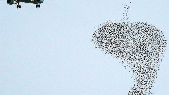 [사진] 비행기가 갈라놓은 새떼의 군무