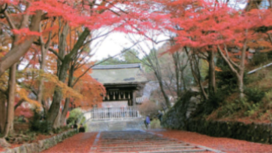 일본 교토 단풍여행, 비샤몬도의 붉은 단풍 … 레드카펫 주인공이 되다