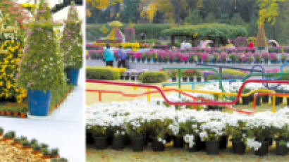 형형색색 국화꽃 작품 1만여 점, 가을 캠퍼스 수 놓다