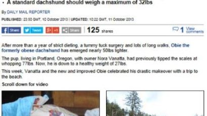 23kg 감량한 닥스훈트, "1년간 혹독한 다이어트… 비법은?"