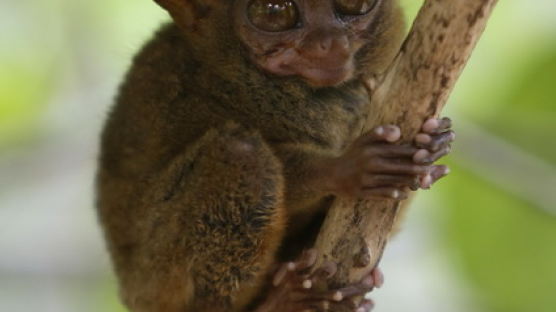 [사진] 지진 이후 보존센터로 옮겨진 안경원숭이
