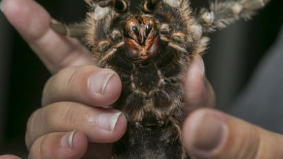 [사진] 애완동물로 키우는 대형 거미 '타란툴라'