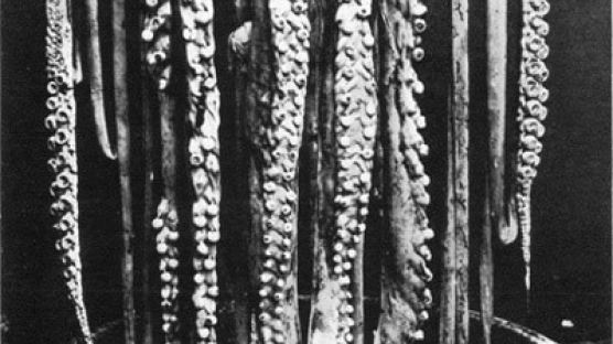 140년 전 대왕 오징어, 흰 머리 널어놓은 듯 기괴한 모습