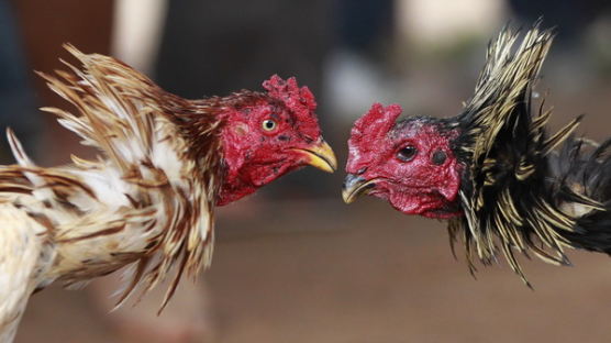 [사진] 열기 넘치는 마다가스카르의 닭싸움 경기