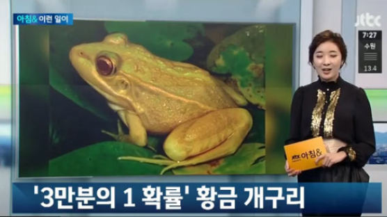황금 개구리 발견, 화려한 외모에 가려진 ‘안타까운 사연’