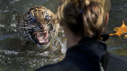 [사진] 호랑이 새끼도 수영능력시험 통과해야 돼...