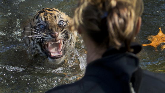 [사진] 호랑이 새끼도 수영능력시험 통과해야 돼...