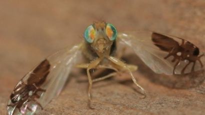 개미 문신 초파리 "포식자를 눈 속임 하는 날개 문양, 진화과정의 결과물"