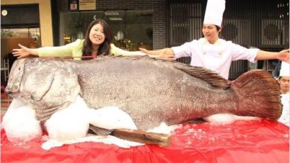 초대형 우럭바리, 800인분 거대 물고기…최고급 '귀한몸'