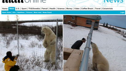 1m 앞 거대 북극곰 "여성과 마주한 모습 포착…재밌는데 긴장감 느껴져"