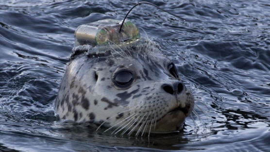 [사진] 위성 송신기 장착된 바다표범 ‘다시 바다로…’