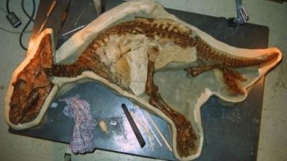 아기공룡 화석 "공룡의 뼈 구조는 이렇게 생겼다!"