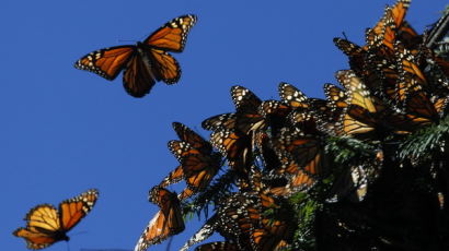 [사진] 멕시코로 날아온 제왕나비떼