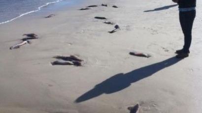 속초 오징어 치어떼, 1만 마리의 사체가 해변에…'끔찍해'